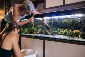 Wasserwechsel im Aquarium