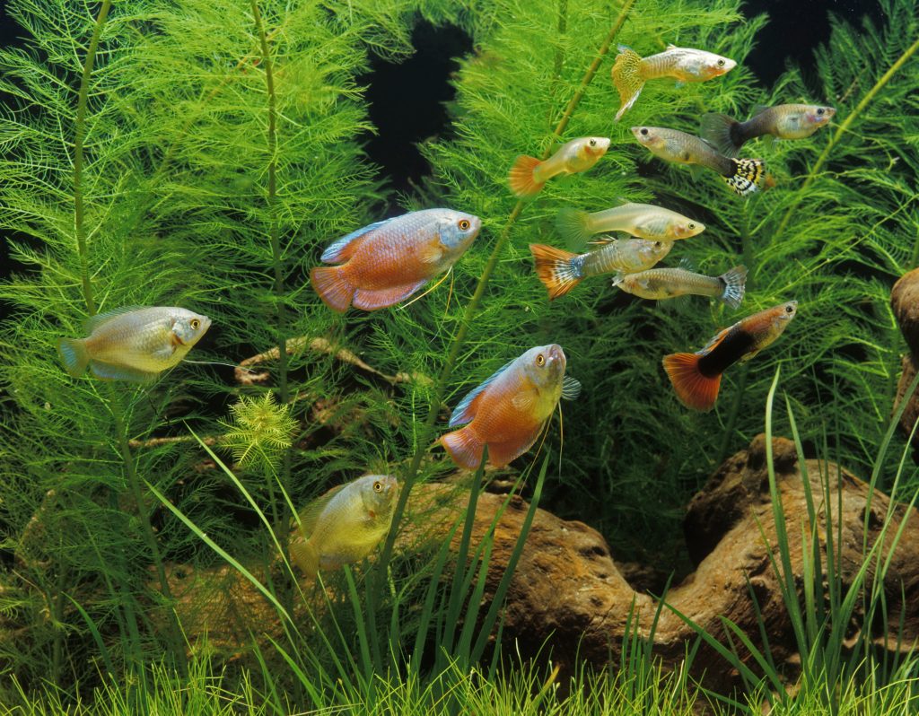 Bild mit Guppys