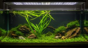 Aquarium Dünger