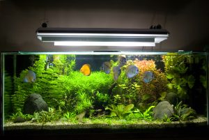 Aquarienbeleuchtung