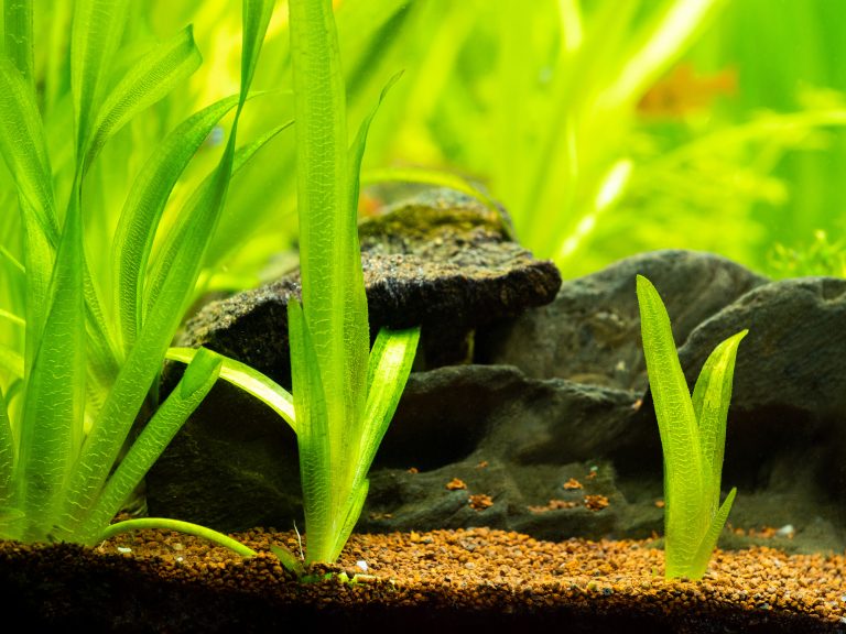 Vallisneria spiralis