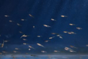 Jungfische
