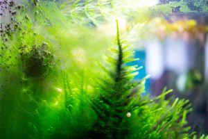 Algen im Aquarium