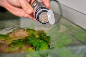 Futter für Aquarienfische