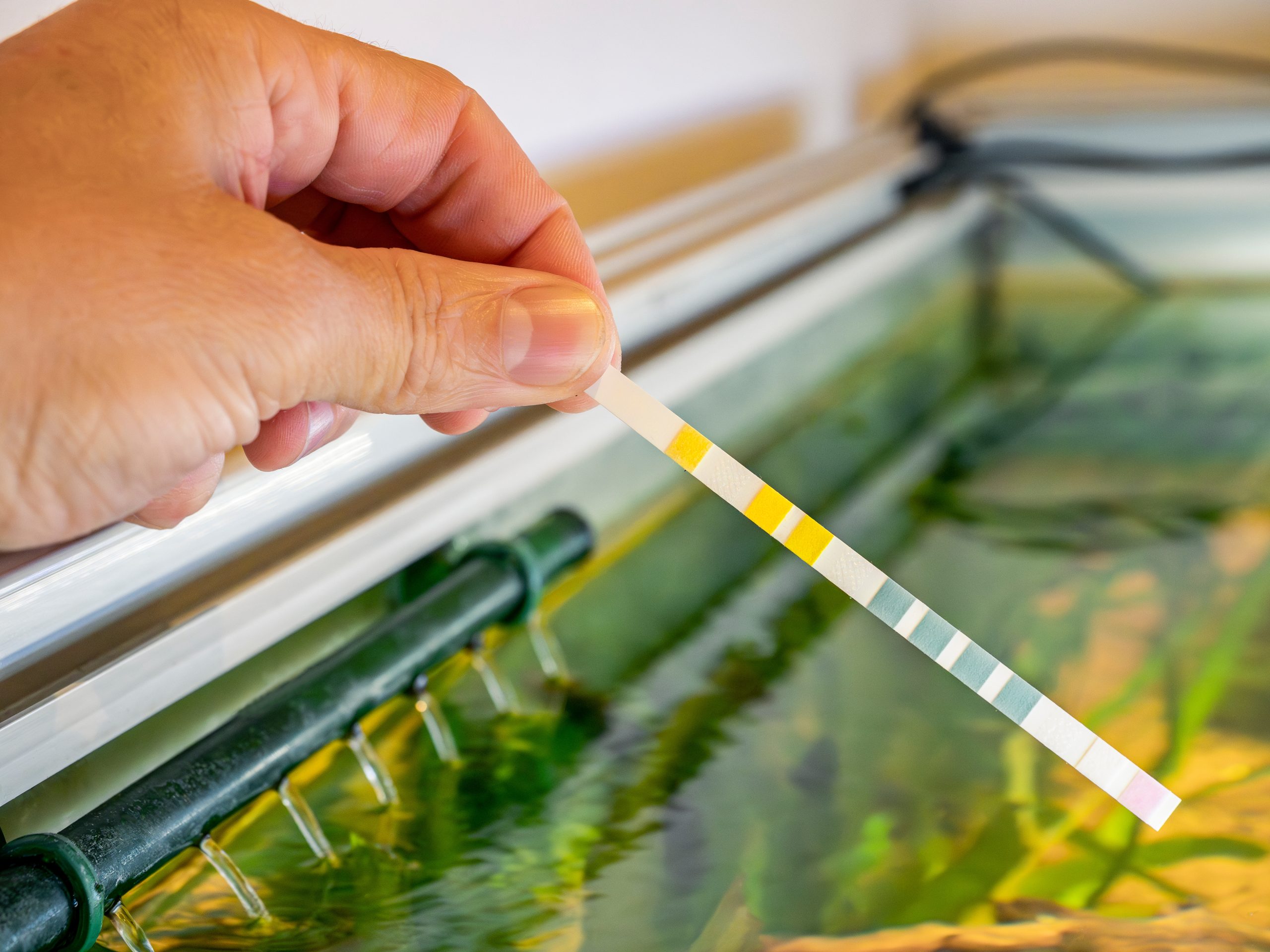 Aquarium Einlaufphase Aufgaben