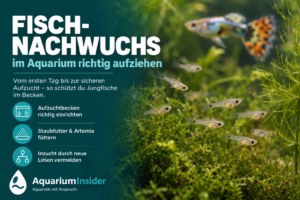 Fisch-Nachwuchs im Aquarium – Guppy-Jungfische zwischen Wasserpflanzen