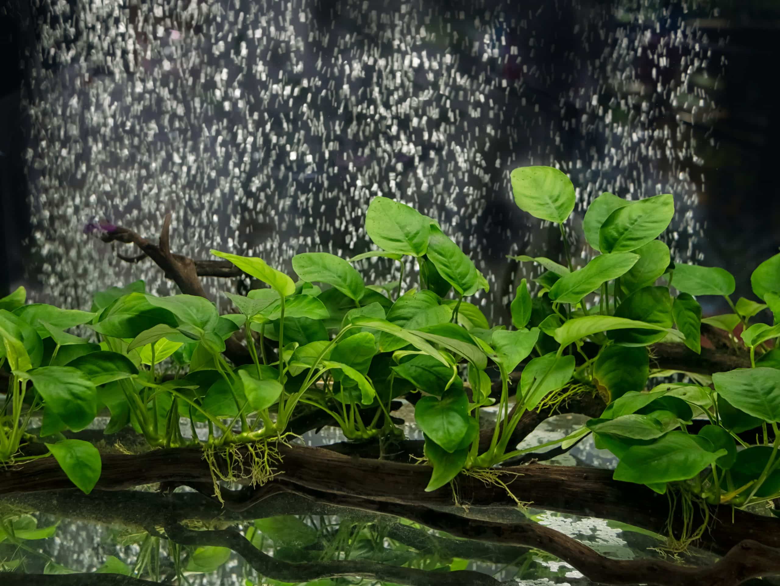 Anubias barteri