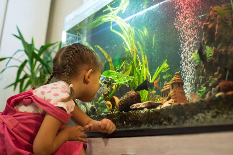 Kinder Aquarium