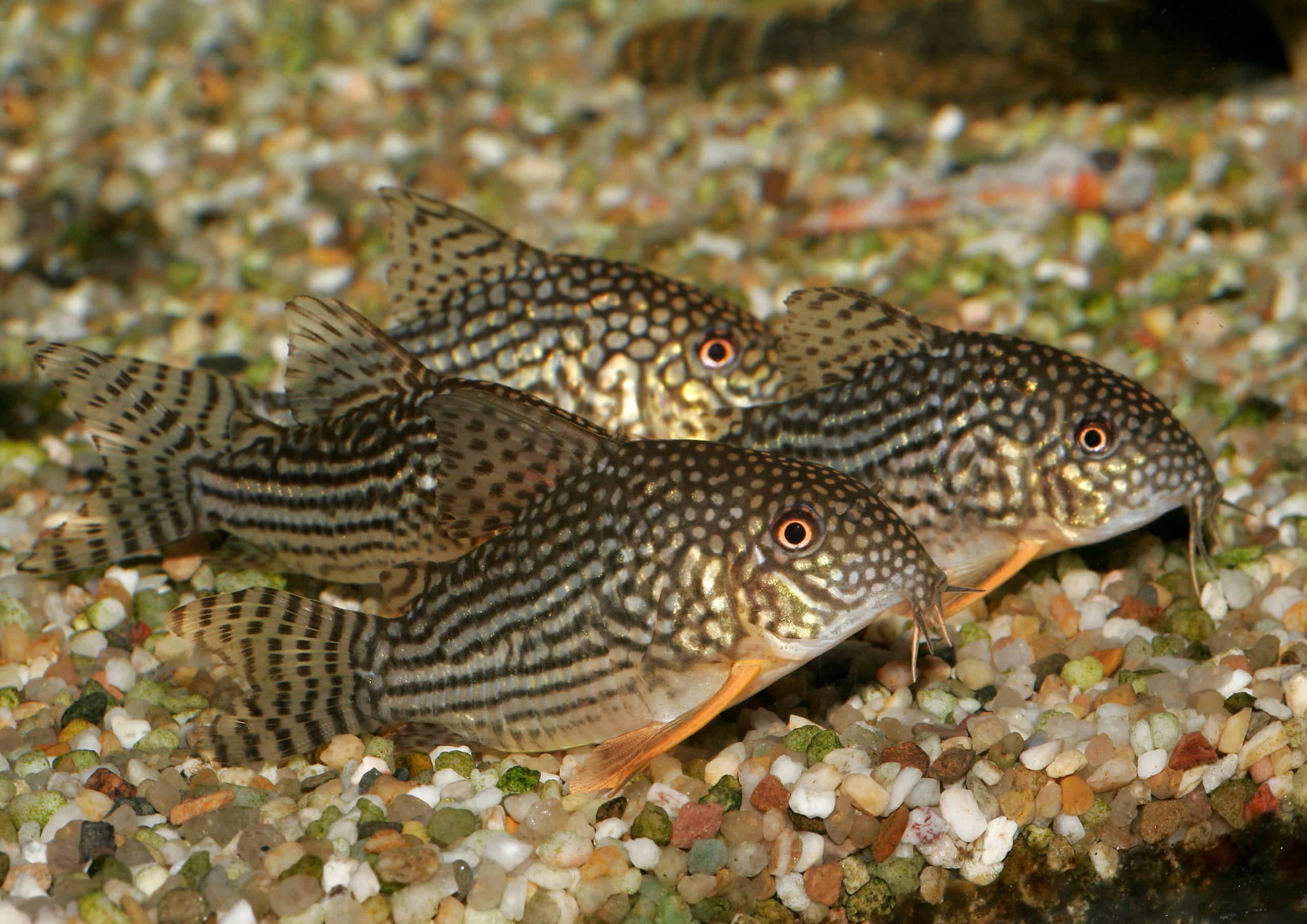 Orangeflossen-Panzerwels beim Gründeln