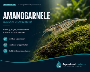 Amanogarnele