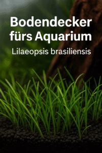 Lilaopsis Brasiliensis