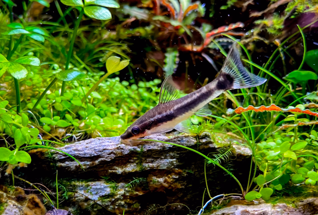 Otocinclus affinis – Der friedliche Algenfresser fürs Gesellschaftsbecken Otocinclus affinis