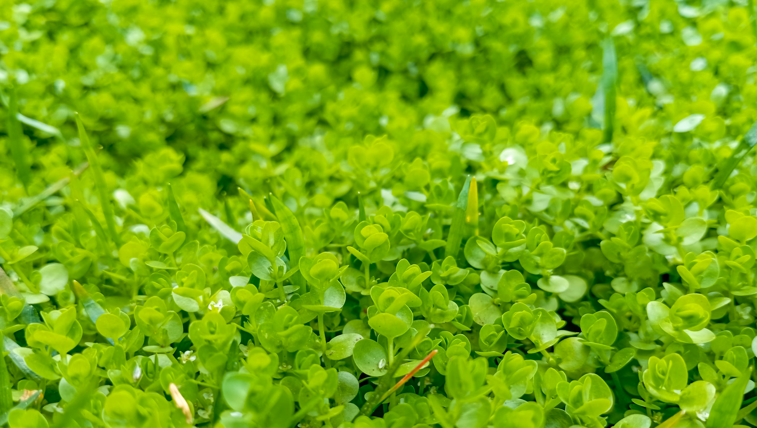 Micranthemum sp Monte Carlo