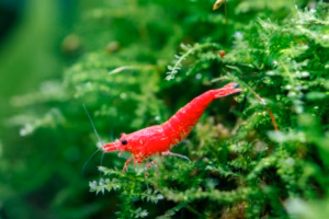 Red Fire Garnele (Neocaridina davidi)