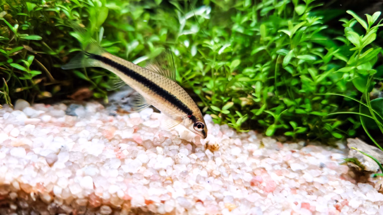 siamesische Rüsselbarbe