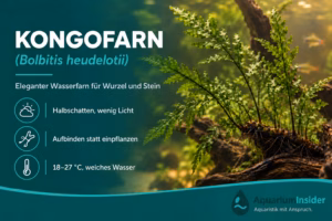 Bolbitis heudelotii (Kongofarn) auf einer Wurzel im Aquarium befestigt