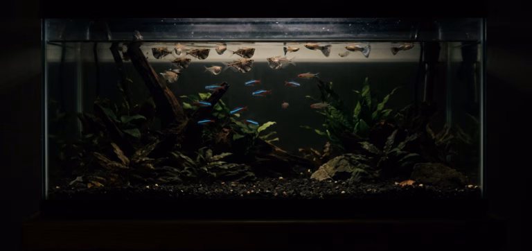 Stromausfall im Aquarium