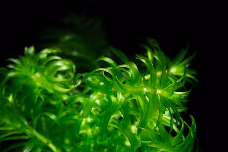 Wasserpest im Aquarium