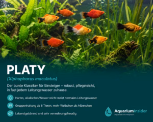 Platy (Xiphophorus maculatus) – Der bunte Klassiker für Einsteiger Platy im Aquarium