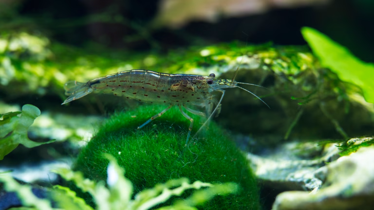 Mooskugeln im Aquarium