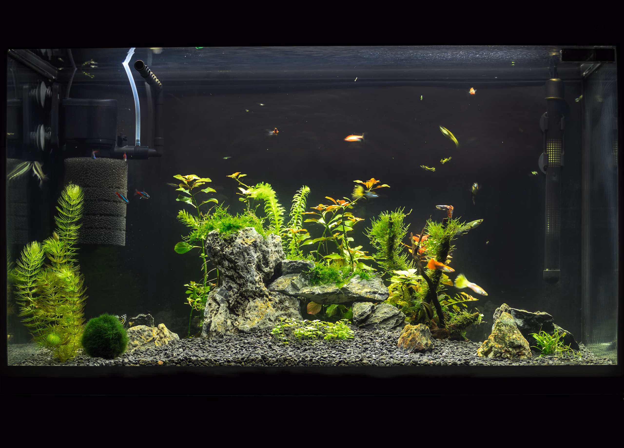 Aquarium mit Fischen und Pflanzen