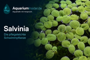 Salvinia im Aquarium – Schwimmfarn