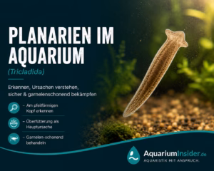 Planarien im Aquarium – Süßwasser-Strudelwurm mit pfeilförmigem Kopf an der Aquarienscheibe