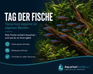 Tag der Fische: Schwarm Neonsalmler in einem artgerecht eingerichteten Aquarium