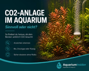 CO2-Anlage im Aquarium sinnvoll – Rotala rotundifolia mit CO2-Diffusor