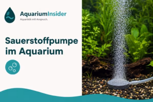 Sauerstoffpumpe im Aquarium mit Ausströmerstein und aufsteigenden Luftbläschen