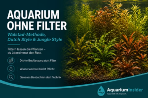 Aquarium ohne Filter mit dichter Bepflanzung nach der Walstad-Methode