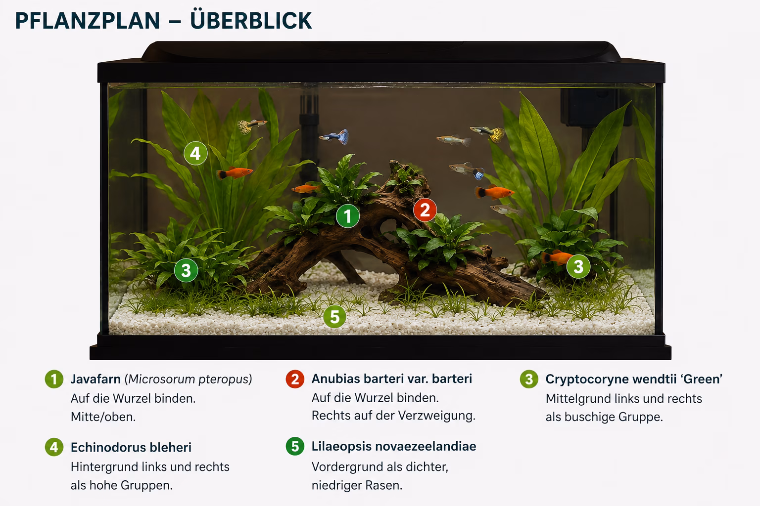 Tetra 105 Gesellschaftsbecken einfach einrichten: Anleitung Pflanzplan Übersicht für den Tetra Starter Line 105: Javafarn und Anubias auf der Mopani-Wurzel, Cryptocoryne wendtii im Mittelgrund, Echinodorus bleheri im Hintergrund, Lilaeopsis novaezelandiae als Vordergrundrasen