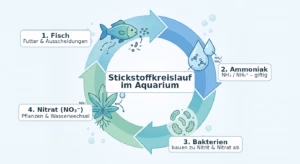 Aquarium als System – Wasserkreislauf und Filterbakterien erklärt