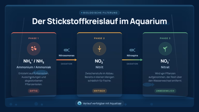 Stickstoffkreislauf im Aquarium Ammonium Nitrit Nitrat