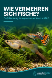 Wie vermehren sich Aquarienfische – trächtiges Guppy-Weibchen und Männchen im Aquarium