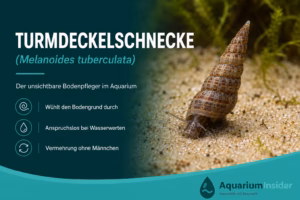 Turmdeckelschnecke (Melanoides tuberculata) im Sandboden eines Aquariums