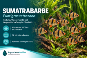 Sumatrabarbe (Puntigrus cf. tetrazona): Haltung, Wasserwerte & Vergesellschaftung Sumatrabarbe im Schwarm vor Aquarienpflanzen